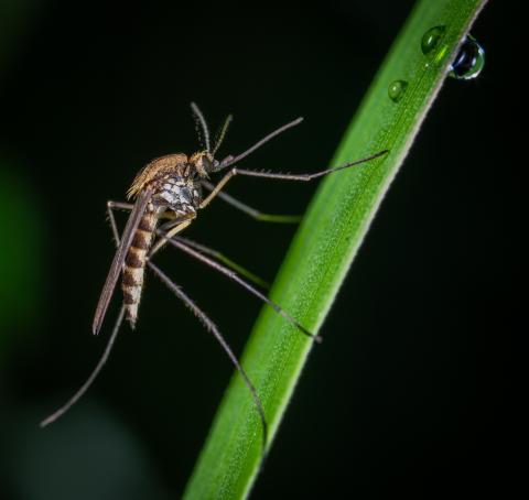 malaria