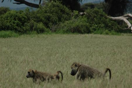 A male baboon closely follows his mate. Credit: Courtney Fitzpatrick, Texas A&M University